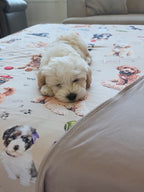Doodle Life Dog Journey Blankets