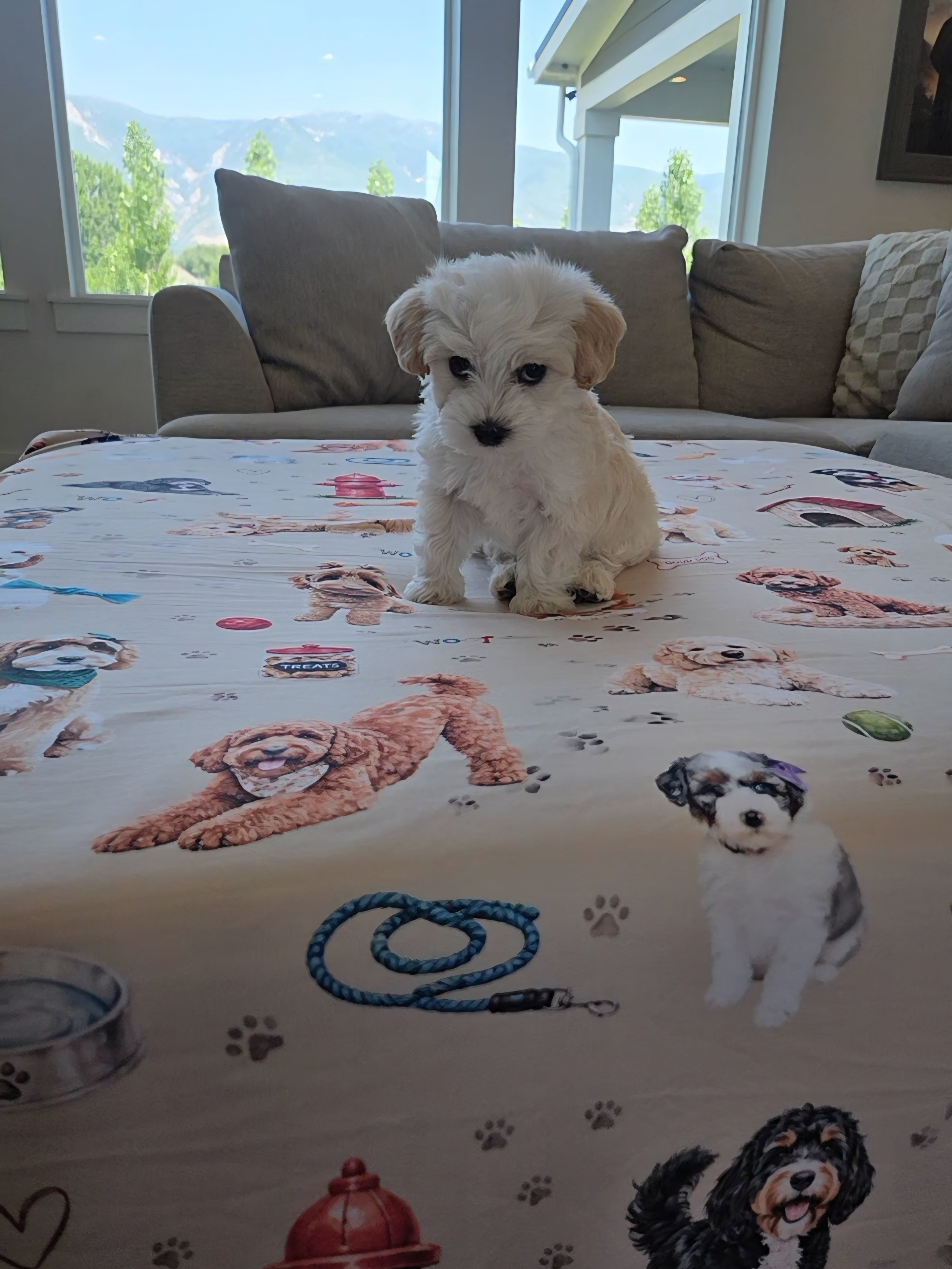 Doodle Life Dog Journey Blankets