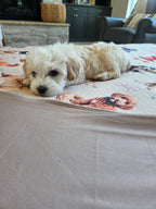 Doodle Life Dog Journey Blankets